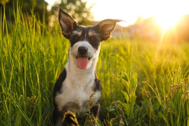 Cute fluffy dog in green grass at sunset