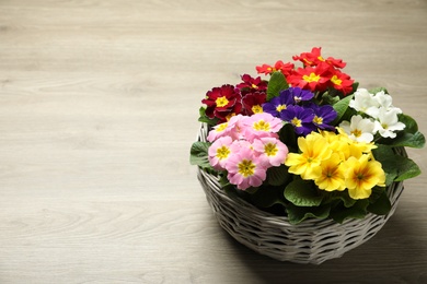 Photo of Primrose Primula Vulgaris flowers in basket on floor, space for text. Spring season