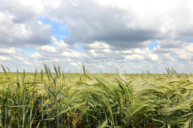 Agricultural field with ripening cereal crop on cloudy day