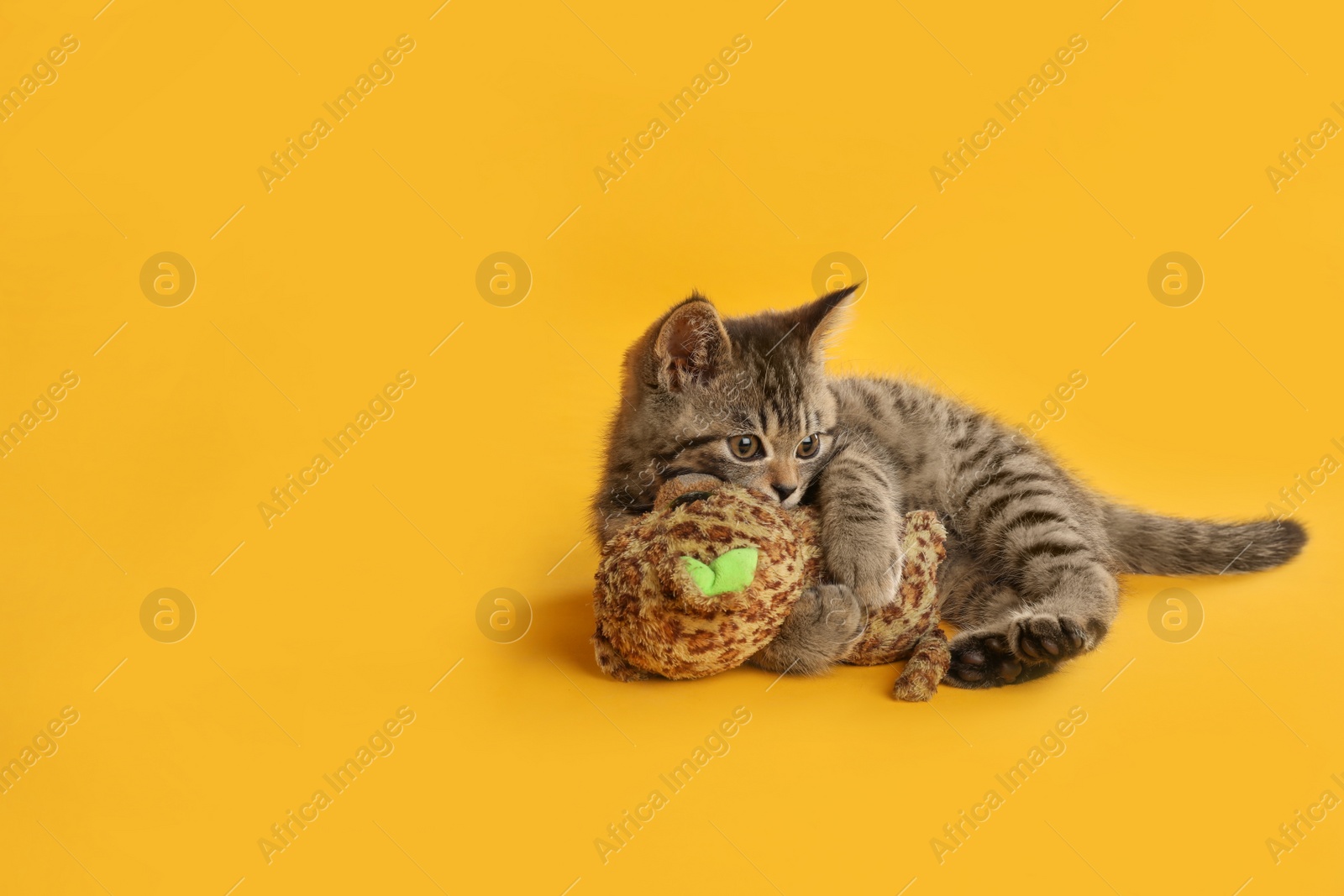 Photo of Cute tabby kitten with toy on yellow background, space for text. Baby animal