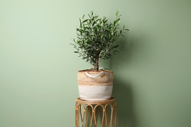 Photo of Olive tree in pot near light green wall. Interior element