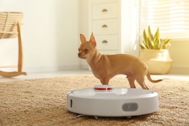 Photo of Modern robotic vacuum cleaner and Chihuahua dog on floor at home