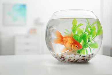 Beautiful bright small goldfish in round glass aquarium on white table indoors. Space for text