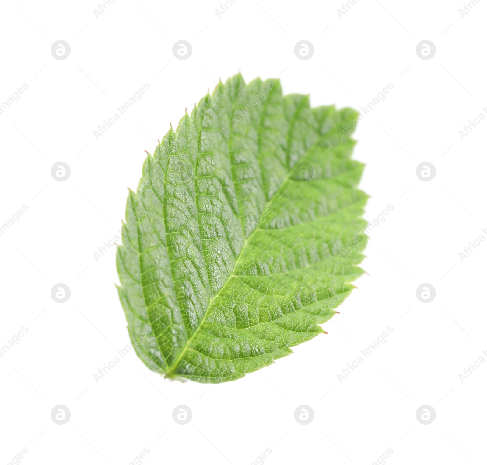 Photo of One green raspberry leaf isolated on white