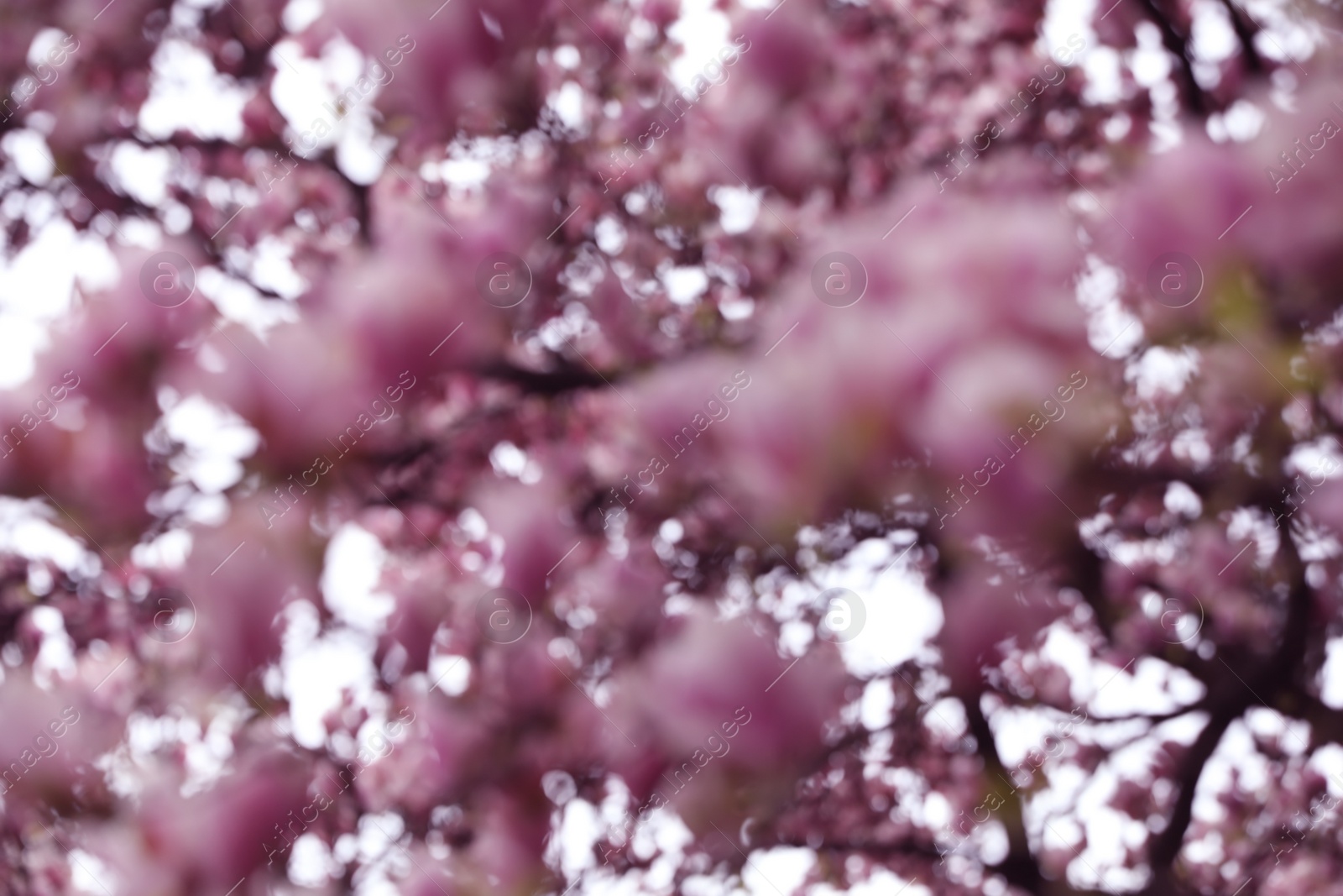 Photo of Blurred view of beautiful blossoming sakura outdoors. Bokeh effect