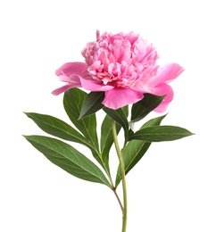 Photo of Beautiful fresh peony flower with leaves on white background