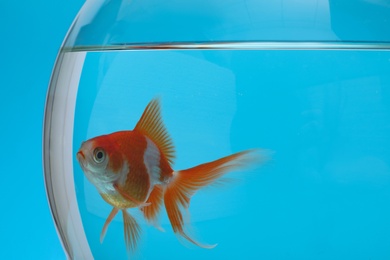 Beautiful goldfish in aquarium on blue background, closeup