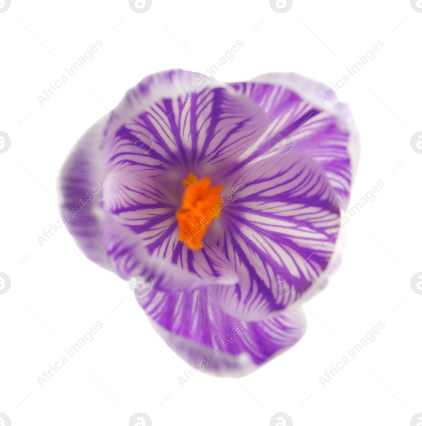 Photo of Beautiful spring crocus flower isolated on white