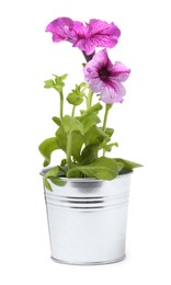 Photo of Petunia in metal flower pot isolated on white