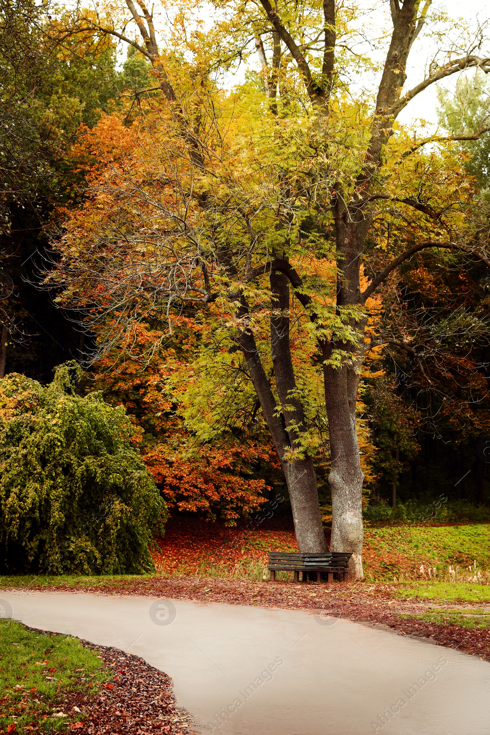 Photo of Beautiful view of park with trees on autumn day