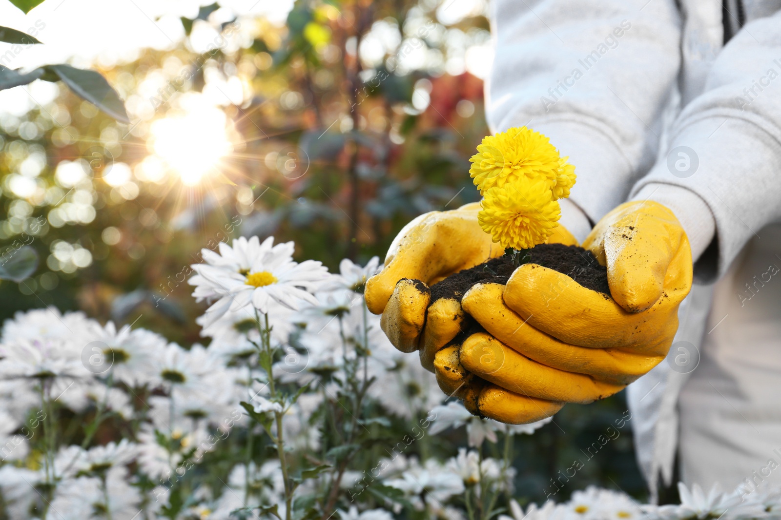 Photo of Woman in gardening gloves holding pile of soil with flowers outdoors, closeup. Space for text