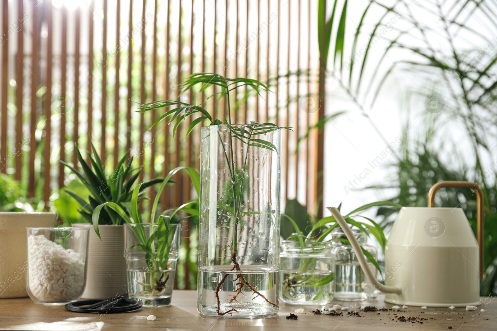 Photo of Exotic house plants in water on wooden table