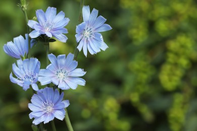 Beautiful blooming chicory flowers growing outdoors, closeup. Space for text