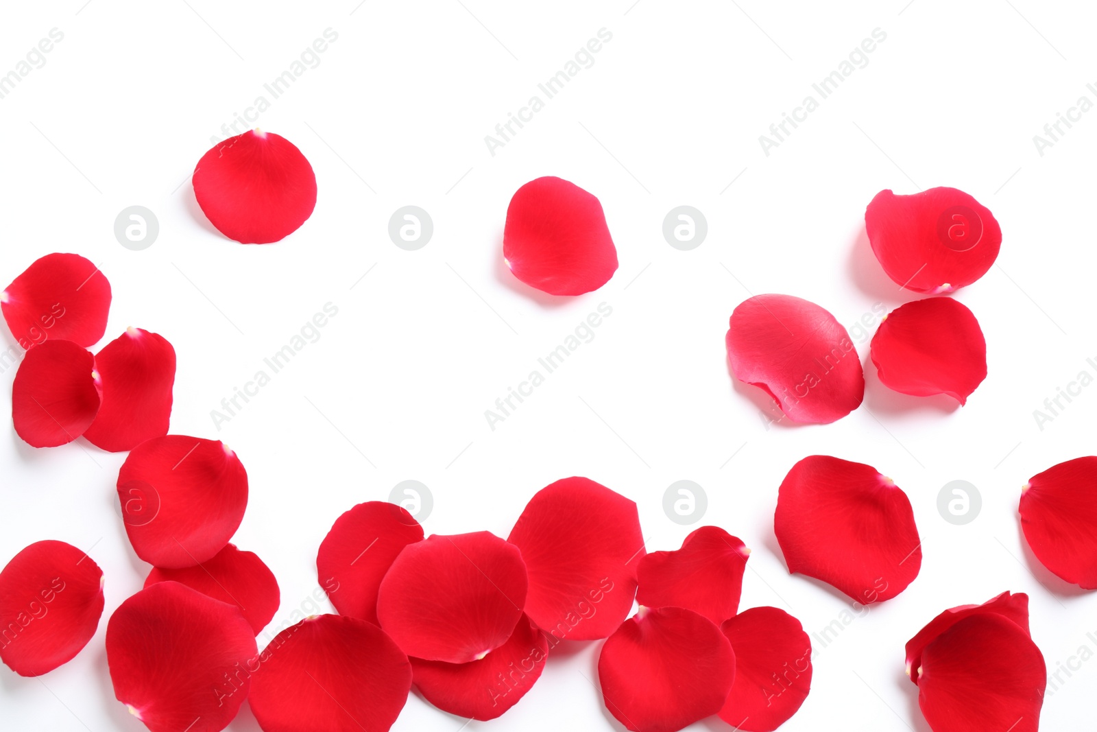 Photo of Fresh red rose petals on white background, top view