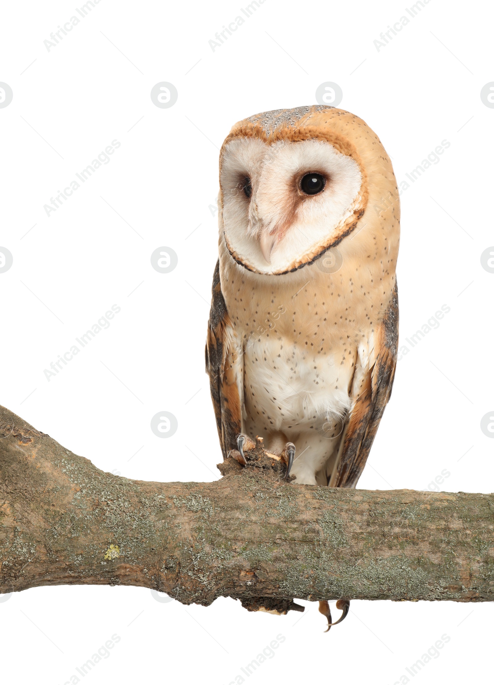 Photo of Beautiful common barn owl on twig against white background