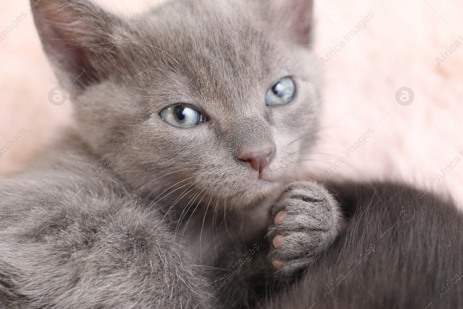 Photo of Cute fluffy kitten, closeup view. Baby animal