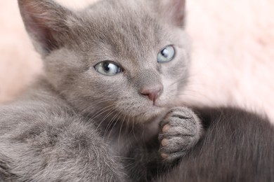 Cute fluffy kitten, closeup view. Baby animal