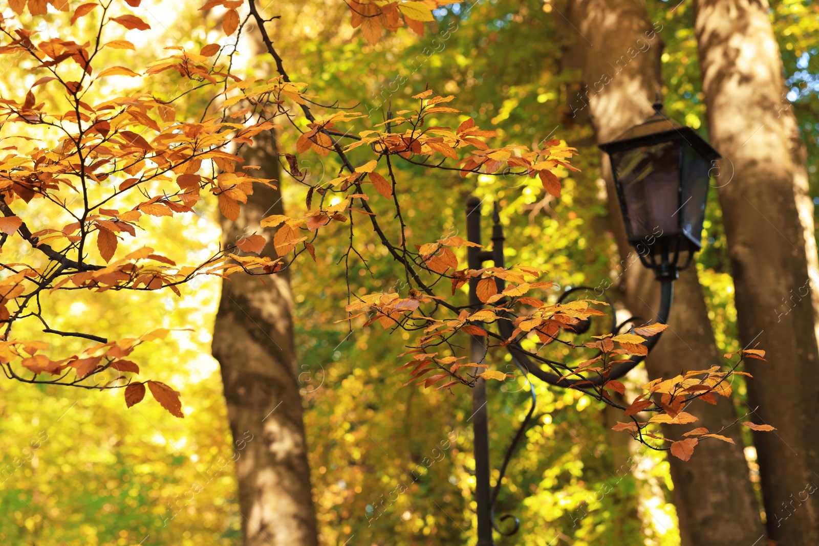 Photo of Branches with beautiful golden leaves and street lamp in park on autumn day