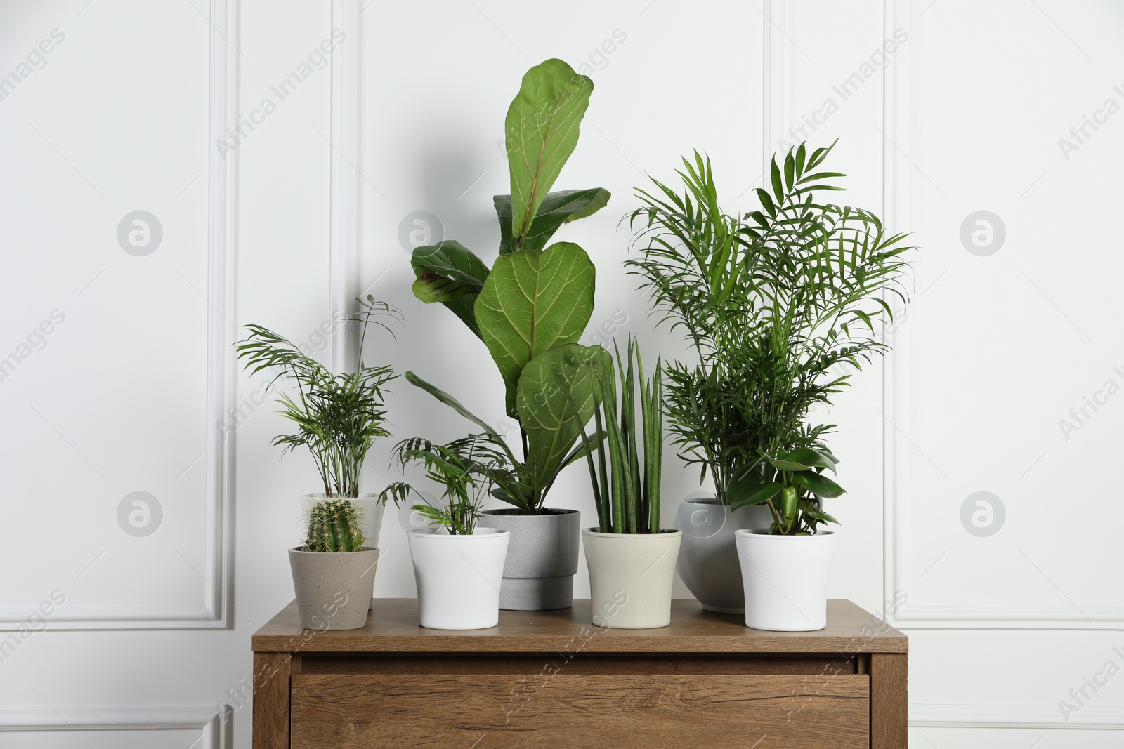 Photo of Many different houseplants in pots on wooden table near white wall