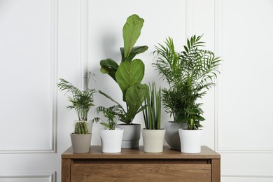 Many different houseplants in pots on wooden table near white wall