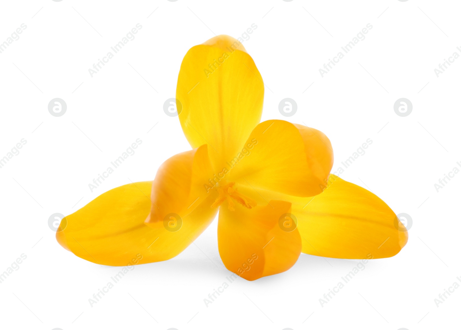 Photo of Beautiful yellow crocus flower isolated on white