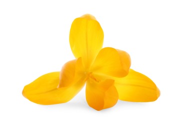 Beautiful yellow crocus flower isolated on white