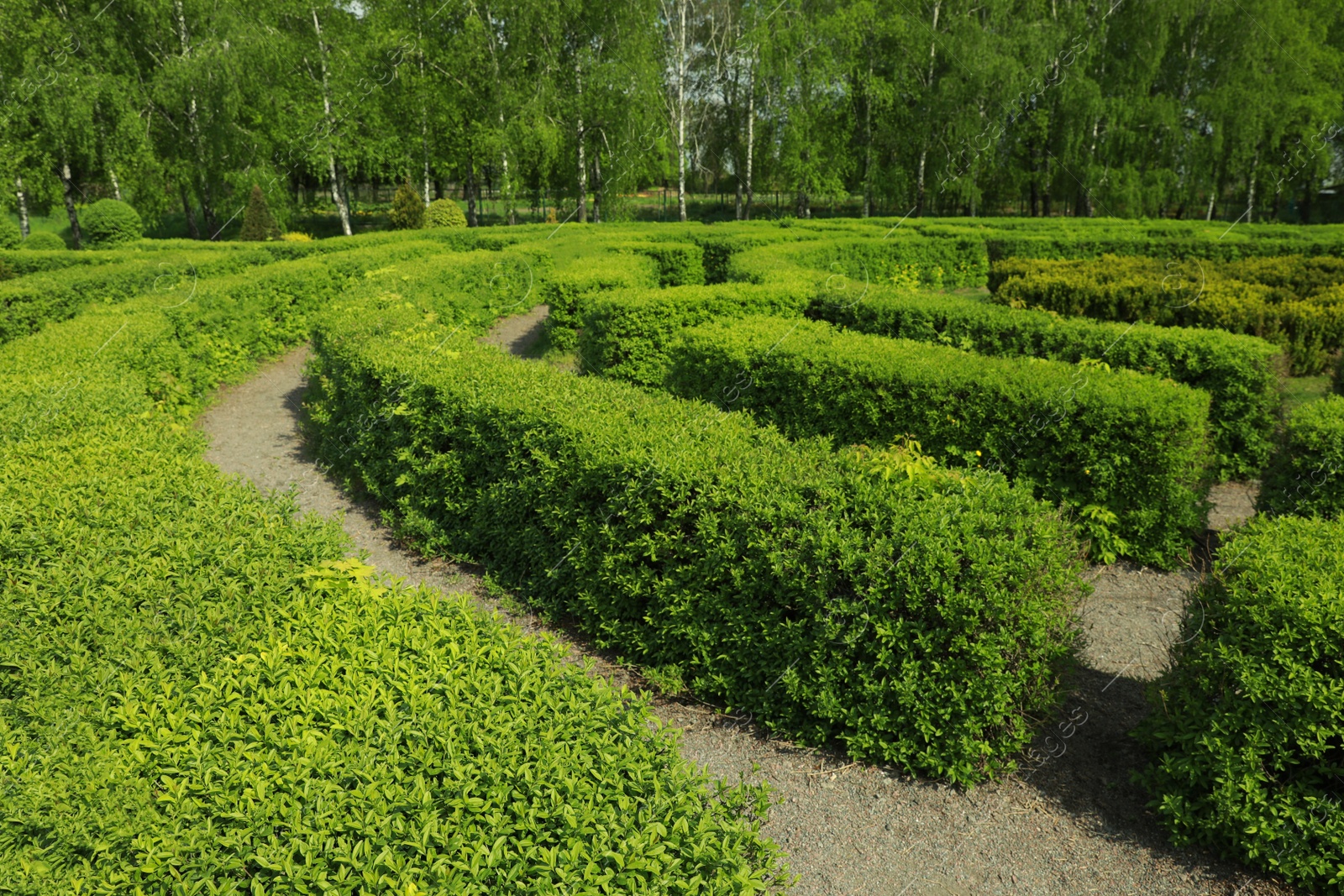 Photo of Beautiful view of green hedge maze on sunny day