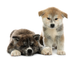 Photo of Cute Akita inu puppies on white background. Friendly dogs