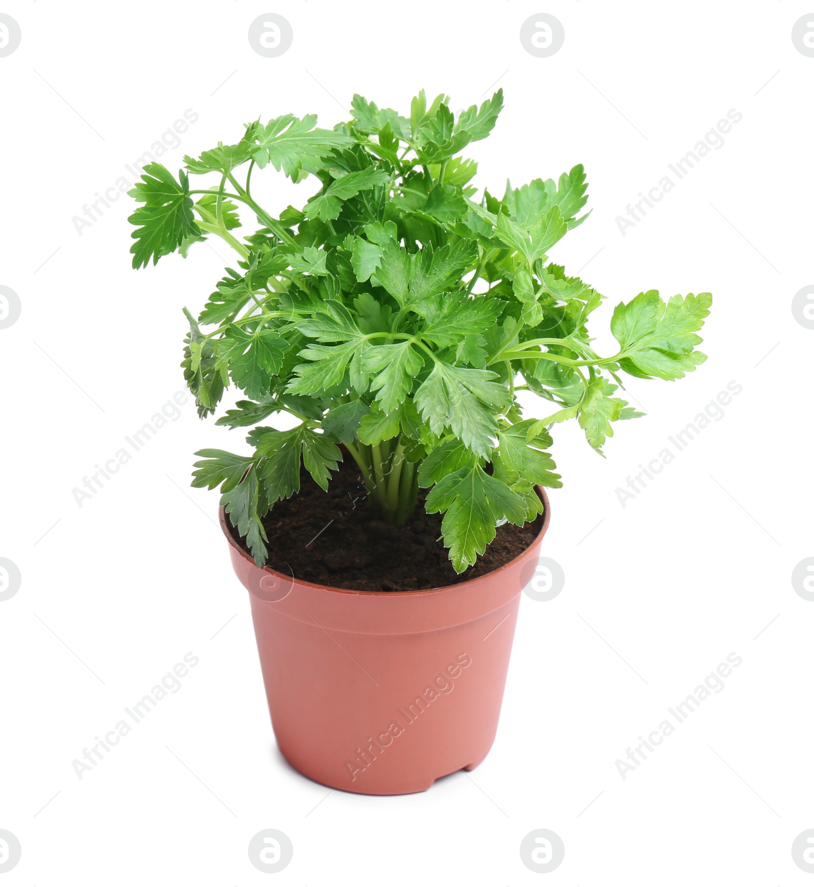 Photo of Fresh green organic parsley in pot on white background