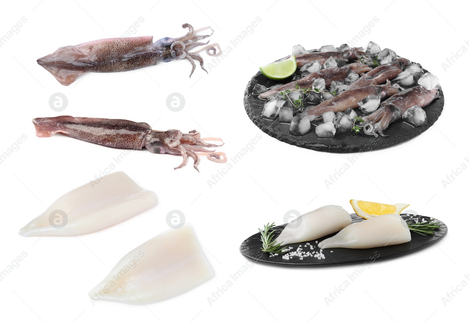 Image of Collage with fresh squids on white background