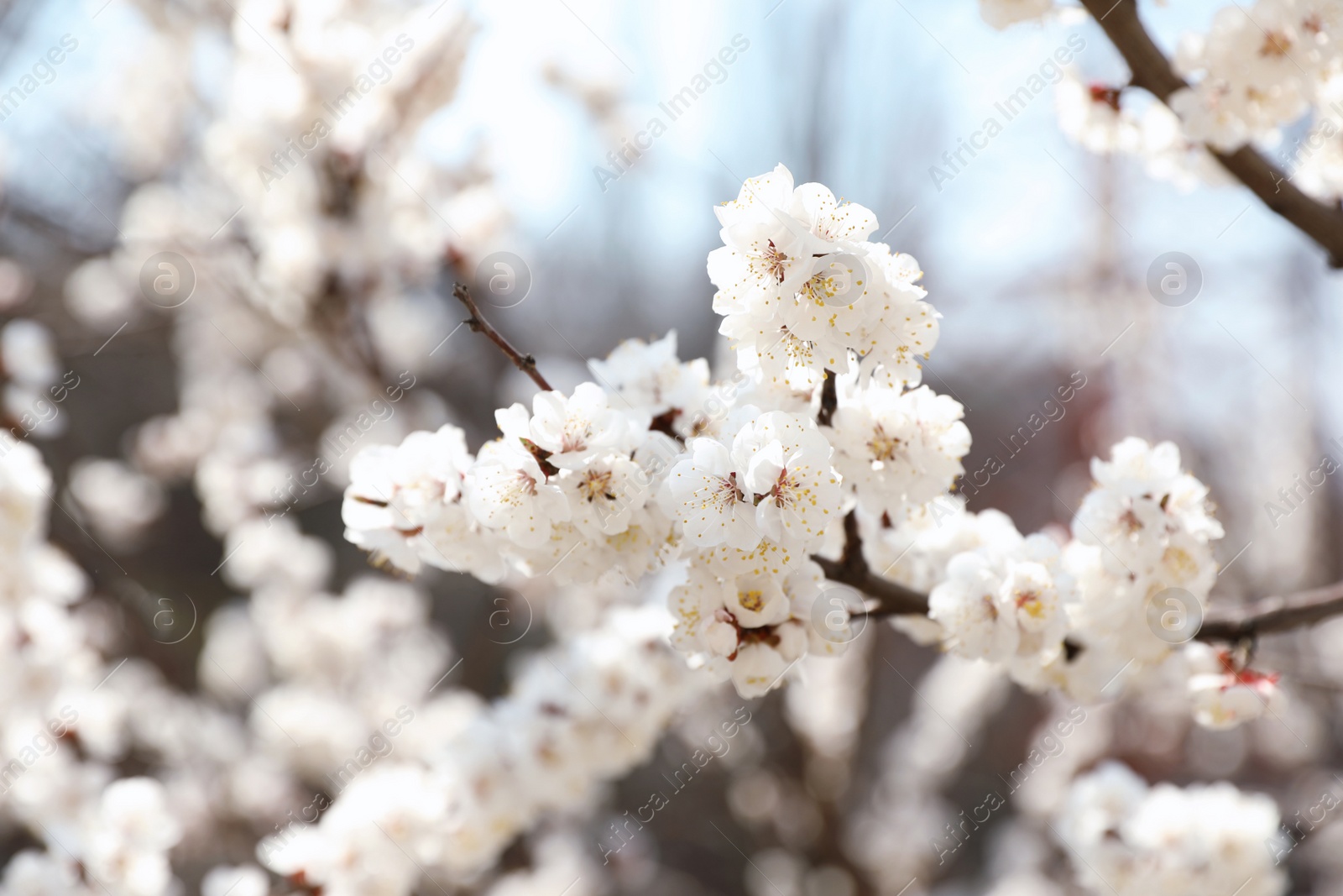 Photo of Beautiful apricot tree branches with tiny tender flowers outdoors. Awesome spring blossom