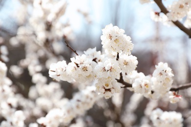 Photo of Beautiful apricot tree branches with tiny tender flowers outdoors. Awesome spring blossom