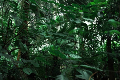 Different tropical plants with green leaves in botanical garden