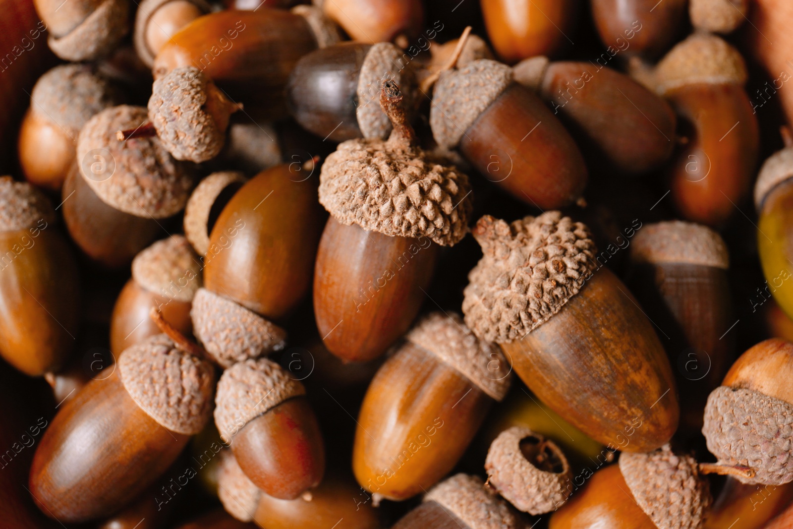 Photo of Pile of acorns as background, closeup view