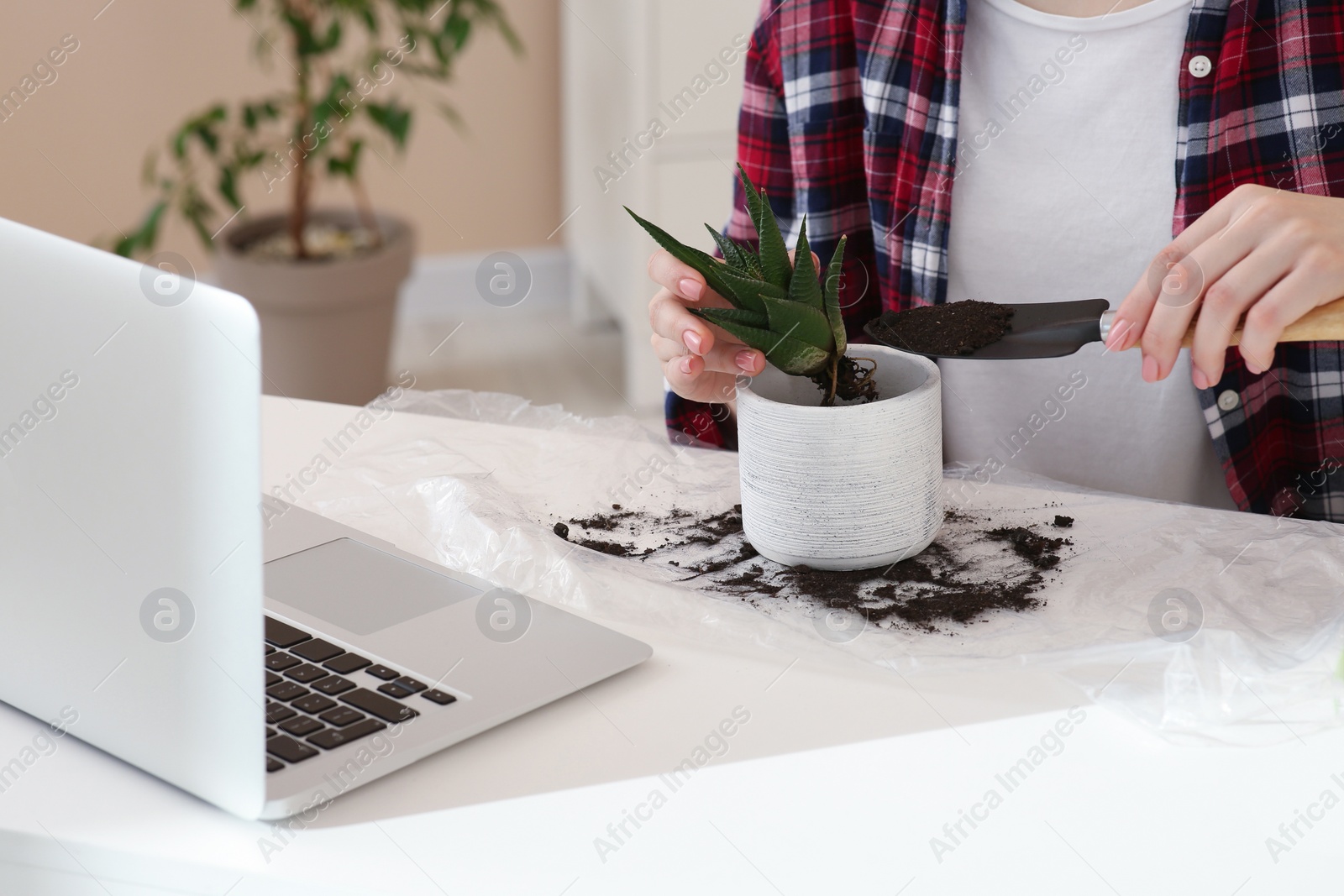 Photo of Woman taking care of plant following online gardening course at home, closeup. Space for text