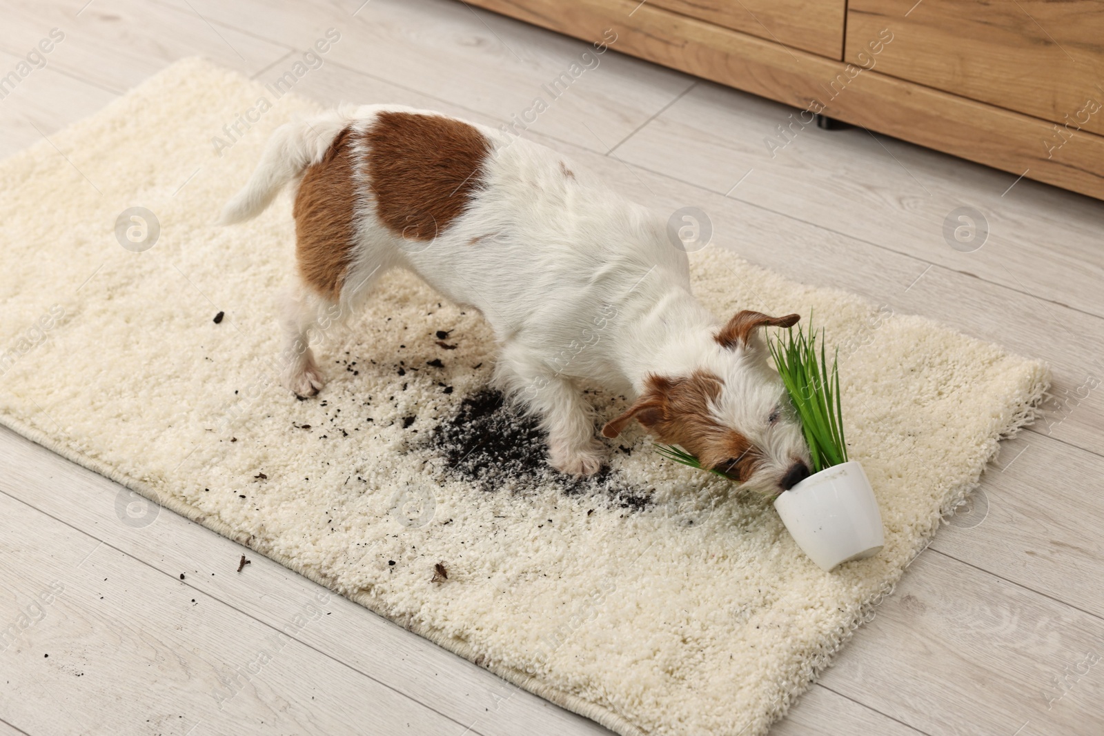 Photo of Cute dog near overturned houseplant on rug indoors