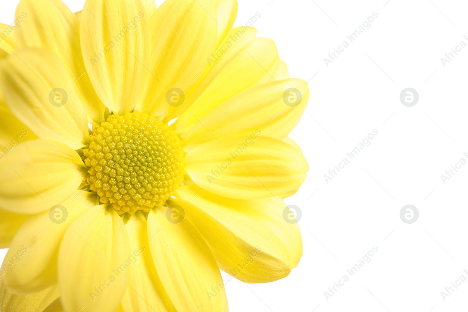 Photo of Beautiful yellow chrysanthemum flower on white background
