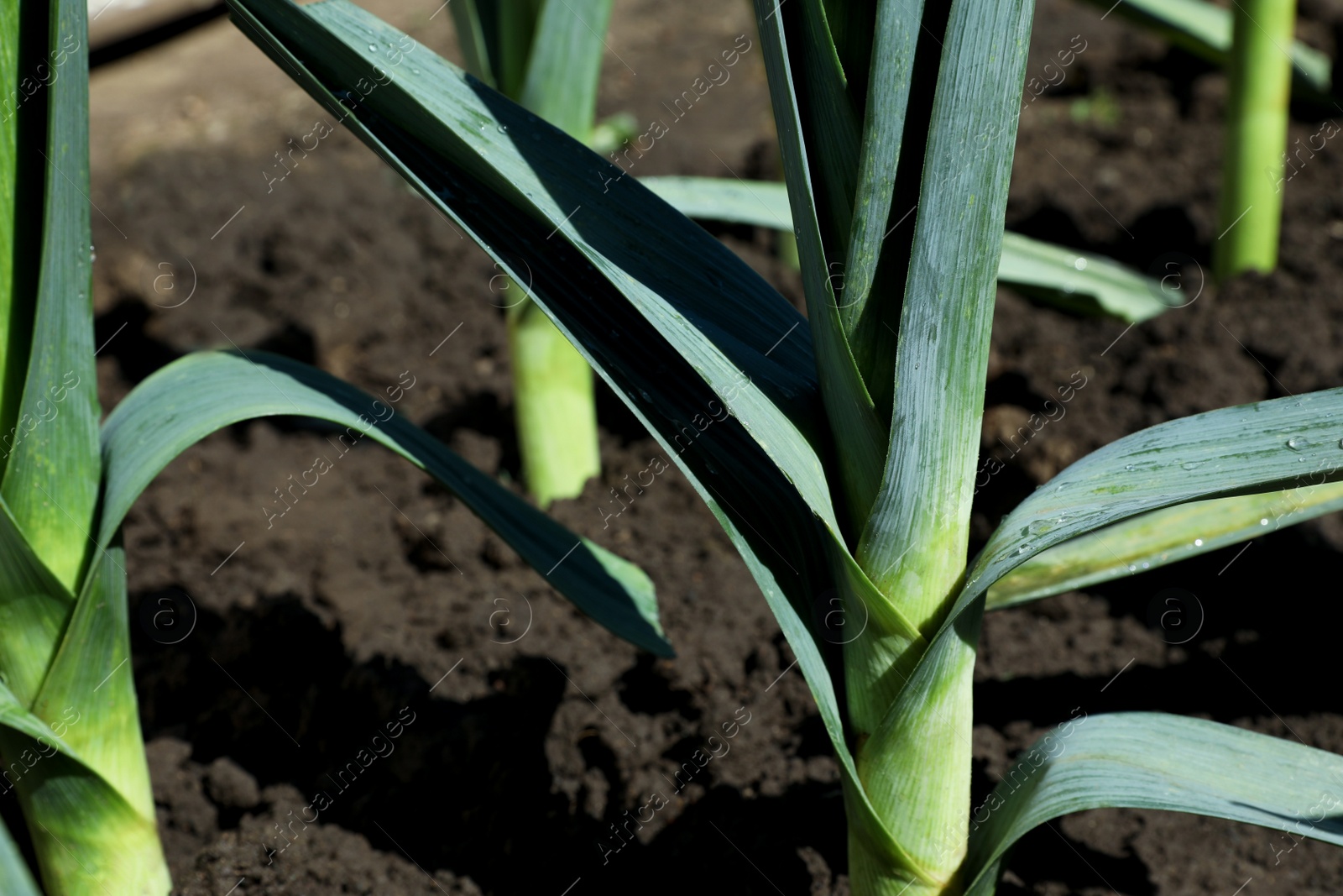 Photo of Fresh green leek growing in field on sunny day, closeup