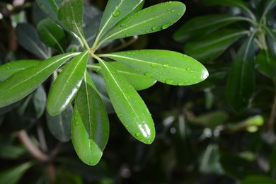 Photo of Closeup view of green leaves with water drops outdoors, space for text