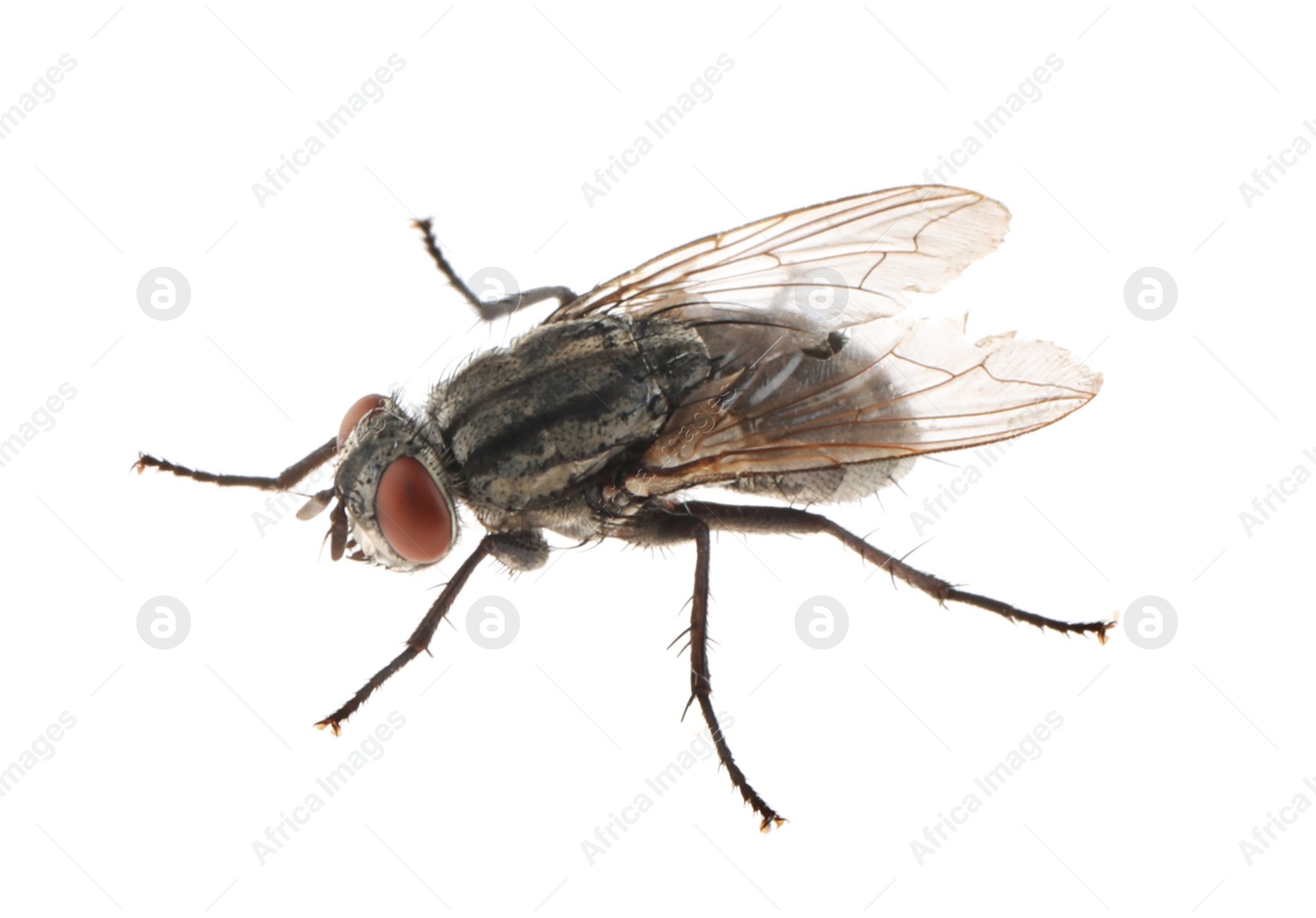 Photo of One common black fly on white background