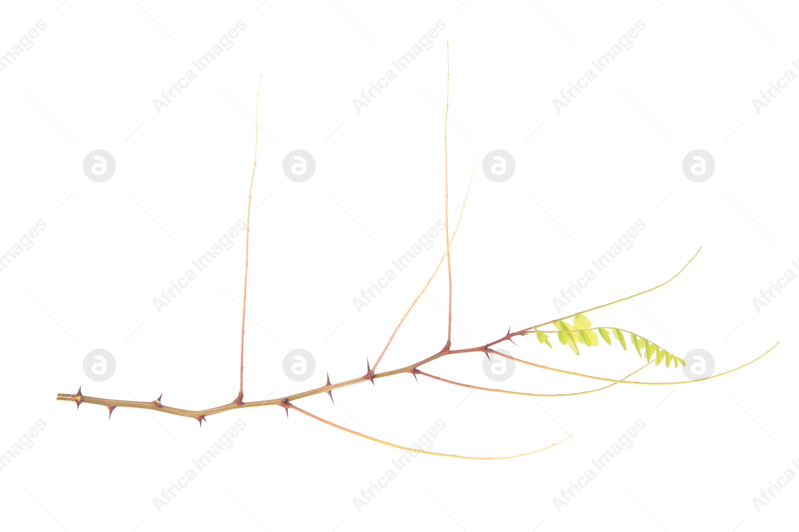 Photo of One tree branch with thorns and green leaves isolated on white