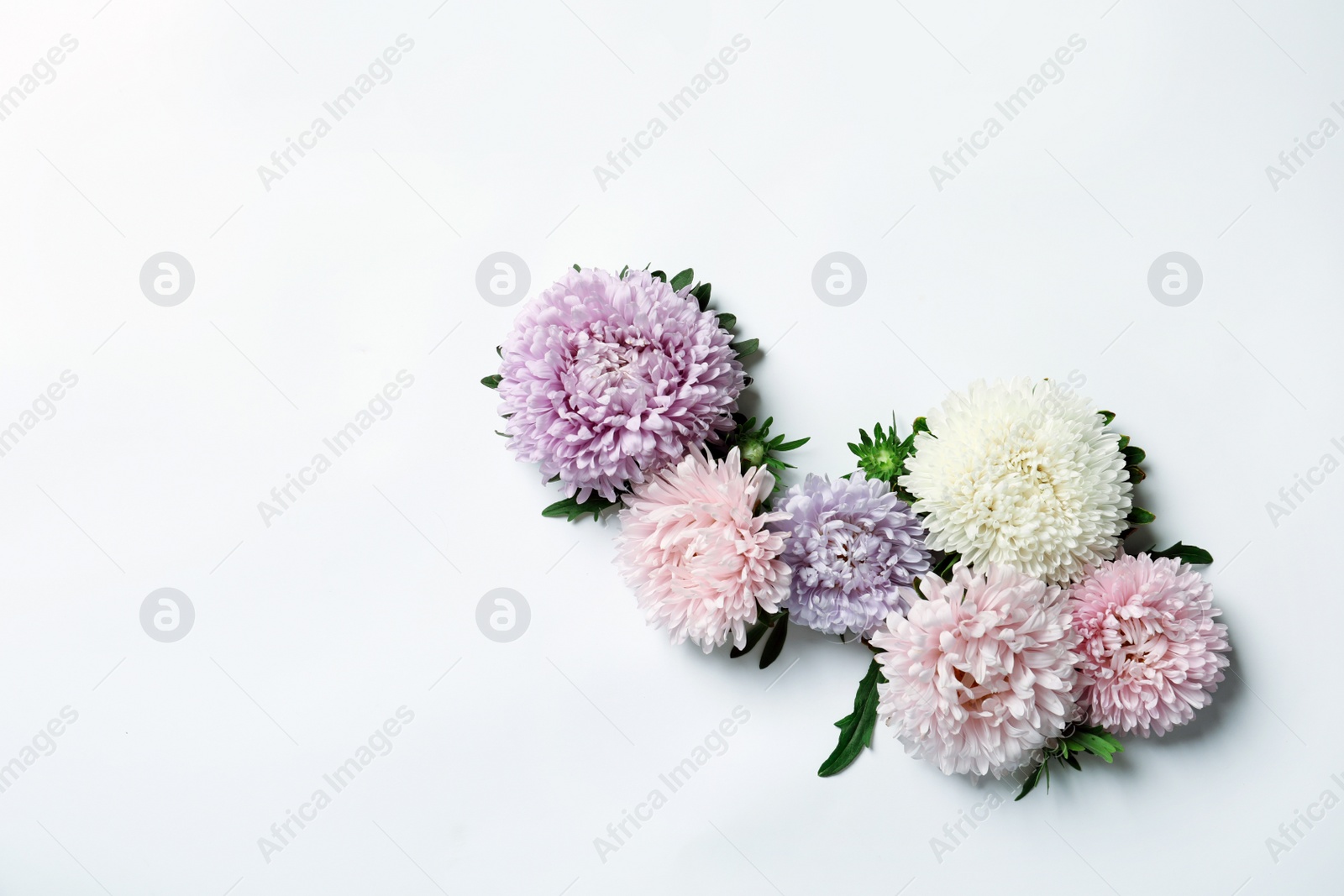 Photo of Beautiful aster flowers on white background, top view. Space for text