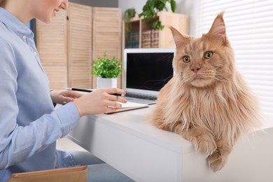 Photo of Woman working near beautiful cat at desk in room, closeup. Home office