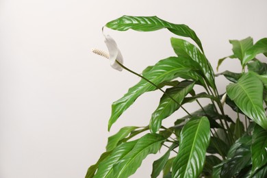 Beautiful spathiphyllum on beige background. House decor