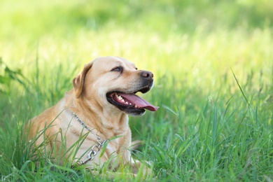 Photo of Adorable dog outdoors on sunny day. Pet care