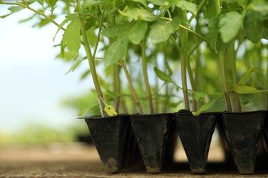 Photo of Many green tomato plants in seedling tray on table, closeup