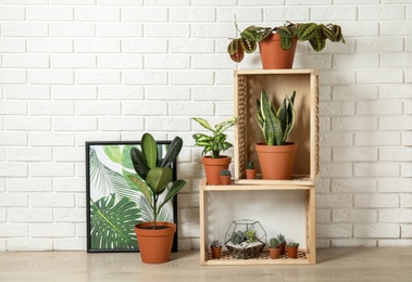 Potted home plants and wooden crates on floor indoors. Idea for interior decor