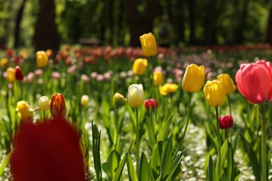 Beautiful bright tulips growing outdoors on sunny day