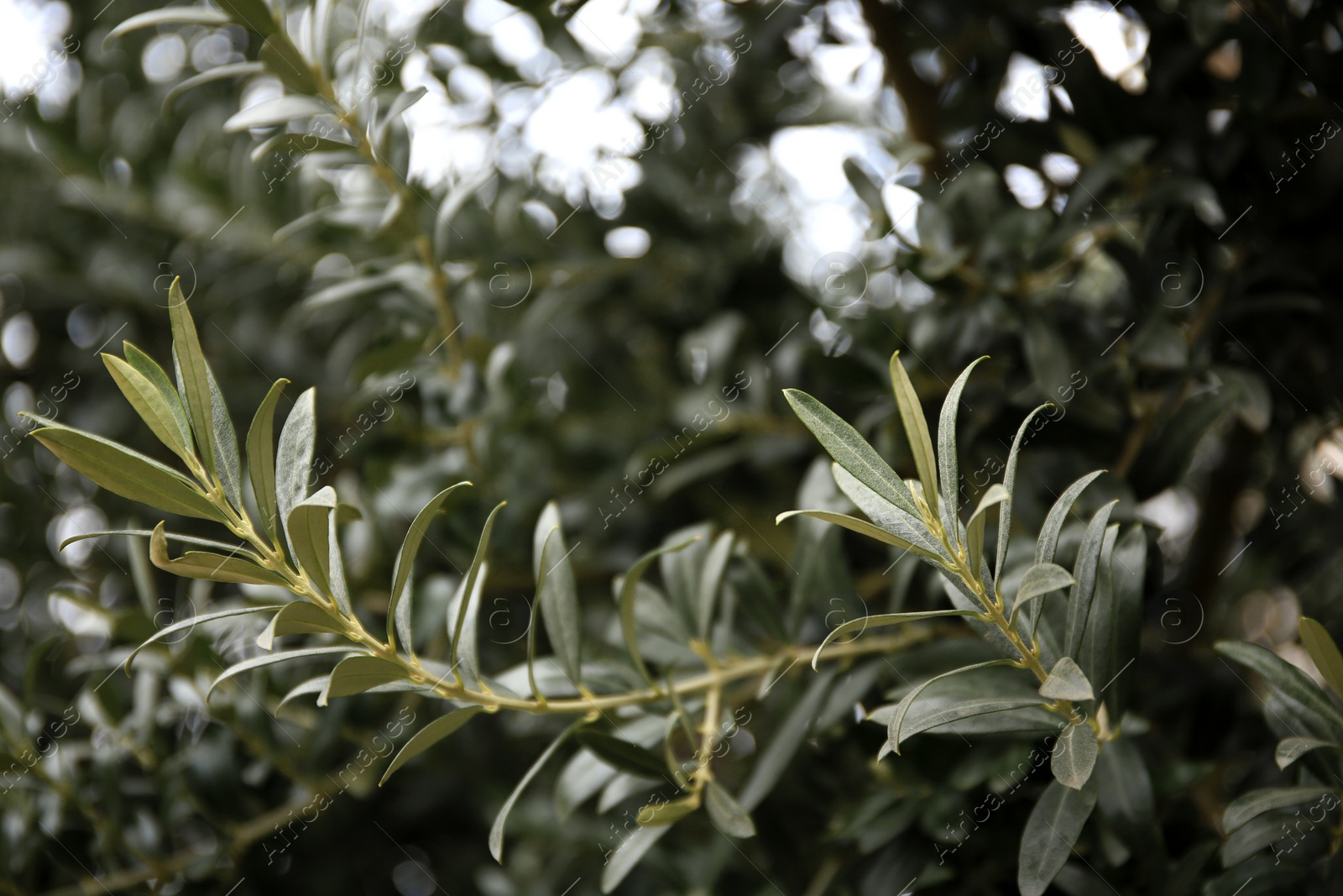 Photo of Closeup view of beautiful olive tree with green leaves outdoors