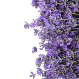 Beautiful tender lavender flowers on white background, top view